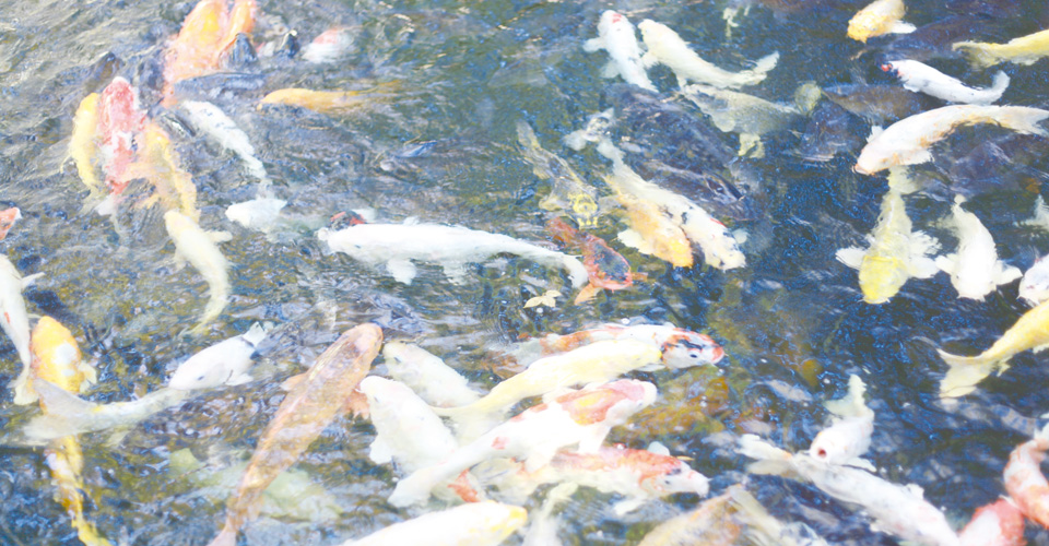 tano食堂